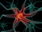 Neurone: dendrites